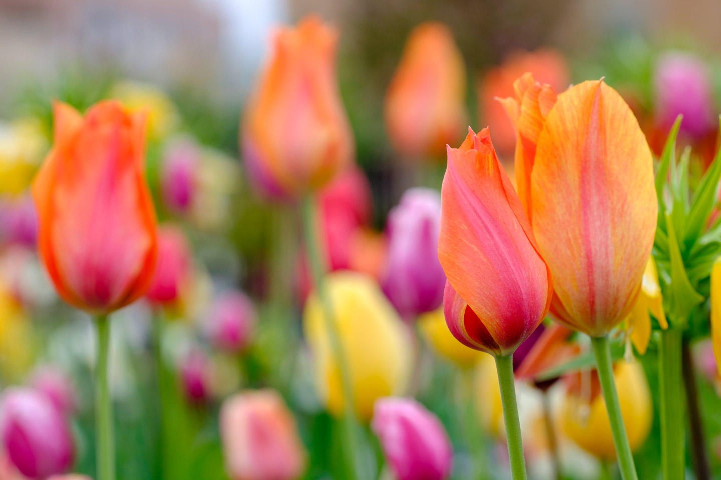 Spring Tulips & Blossoms in Spring 2017 | dav.d photography