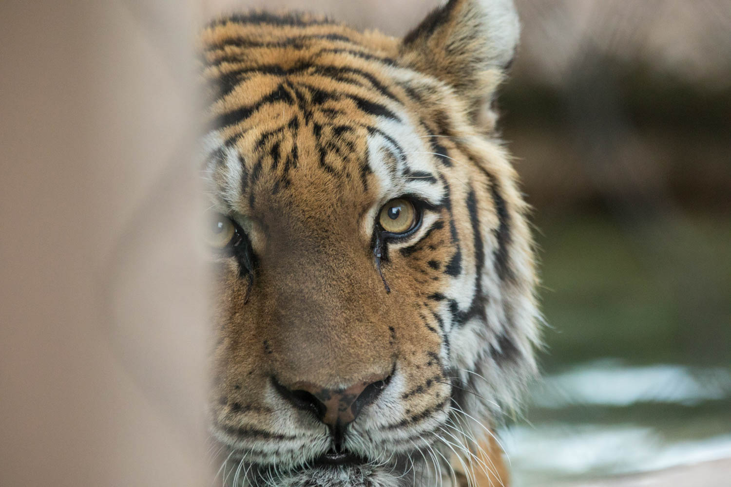 An Evening at Hogle Zoo with a Super Long Lens dav.d photography